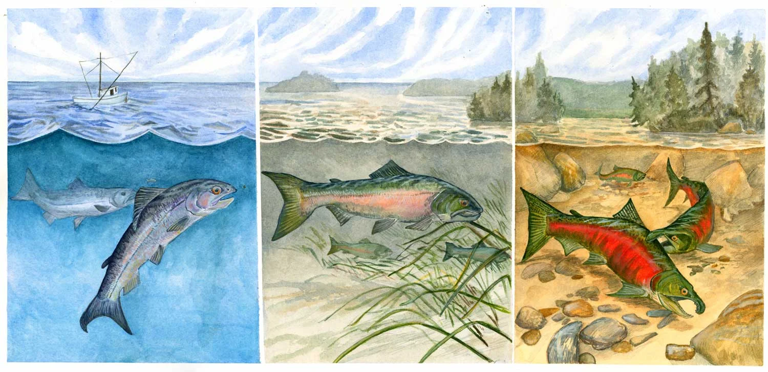 Salmon Travels