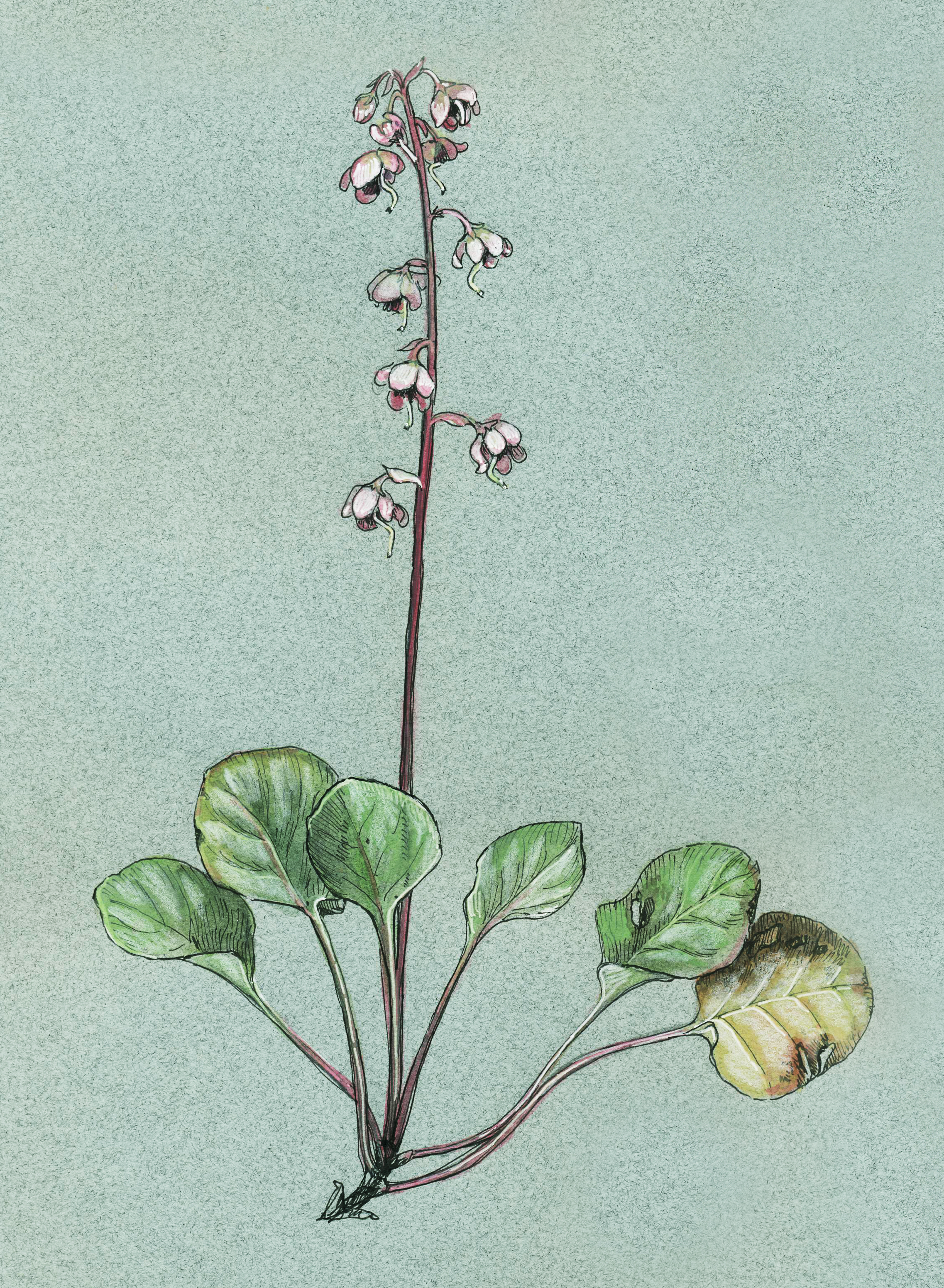 Pyrola