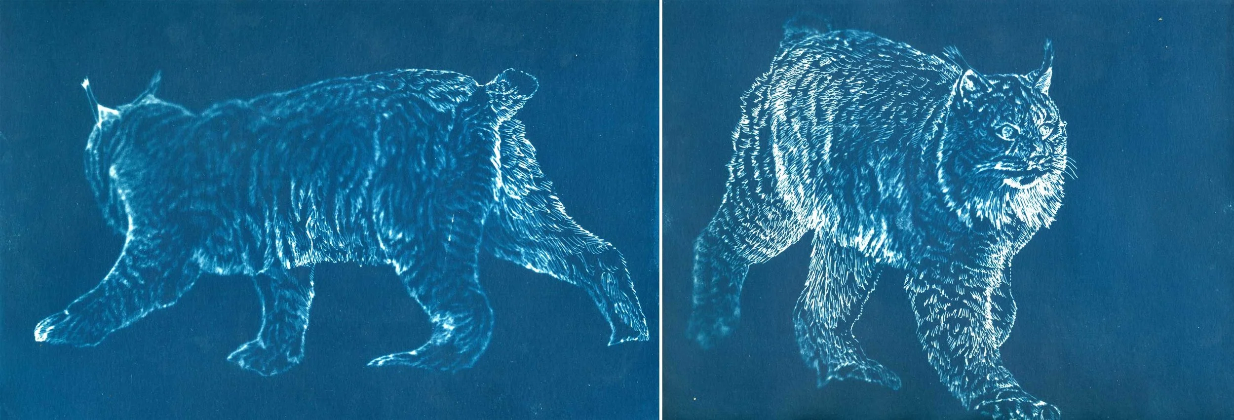 Lynx Walking in and Out of Dreams
