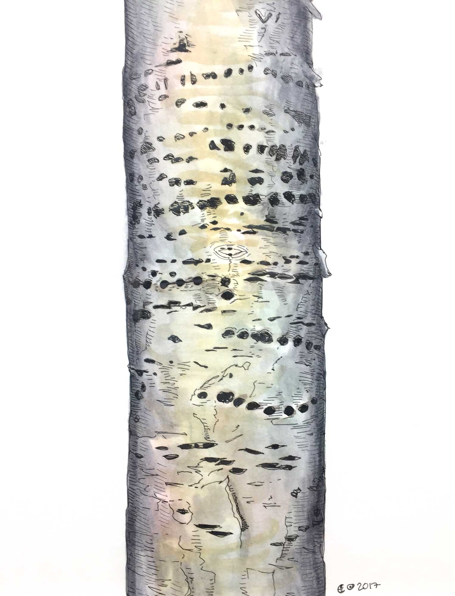 Birch, Tapped by Birds