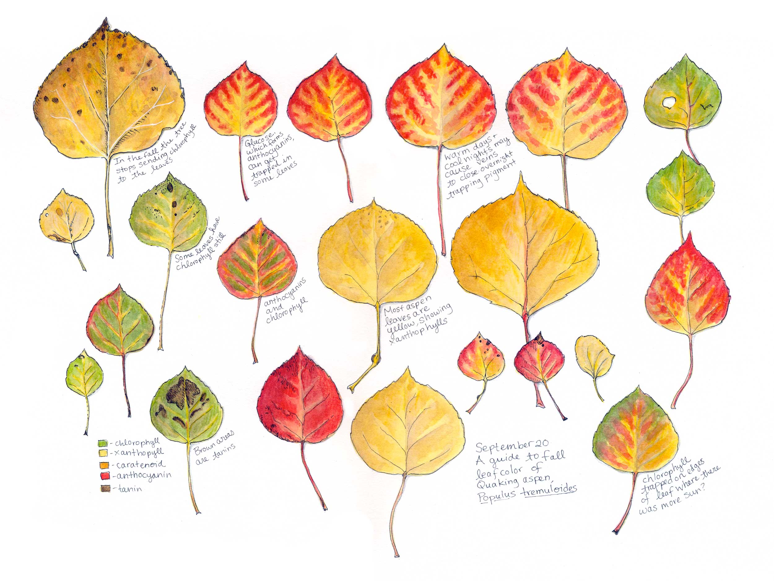 Guide to Fall Aspen Leaves