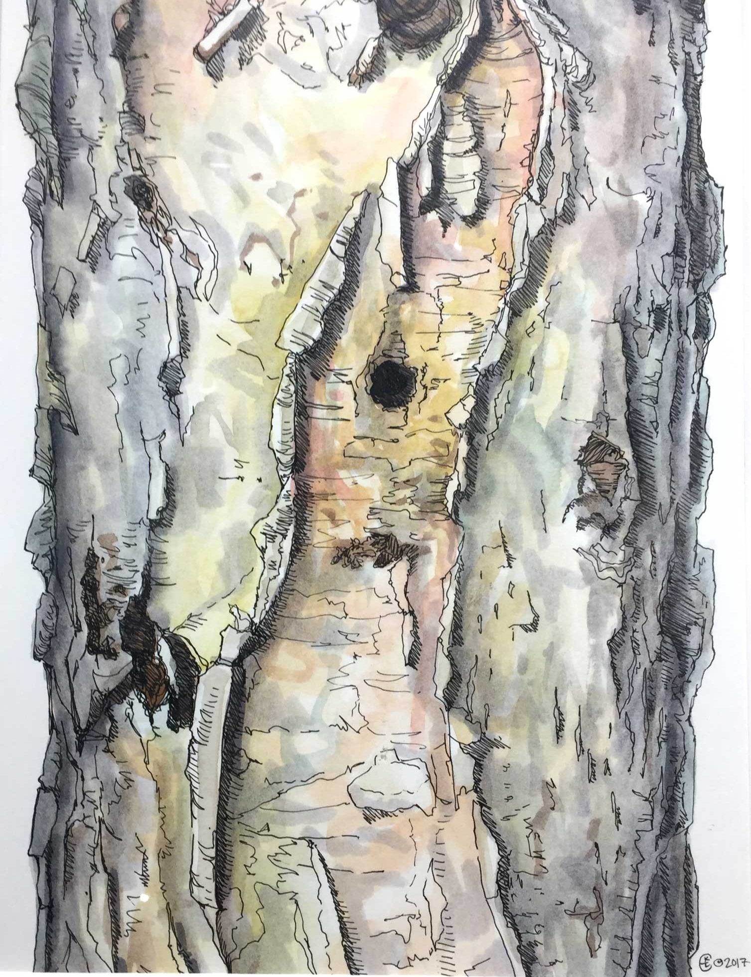 Birch, Tapped