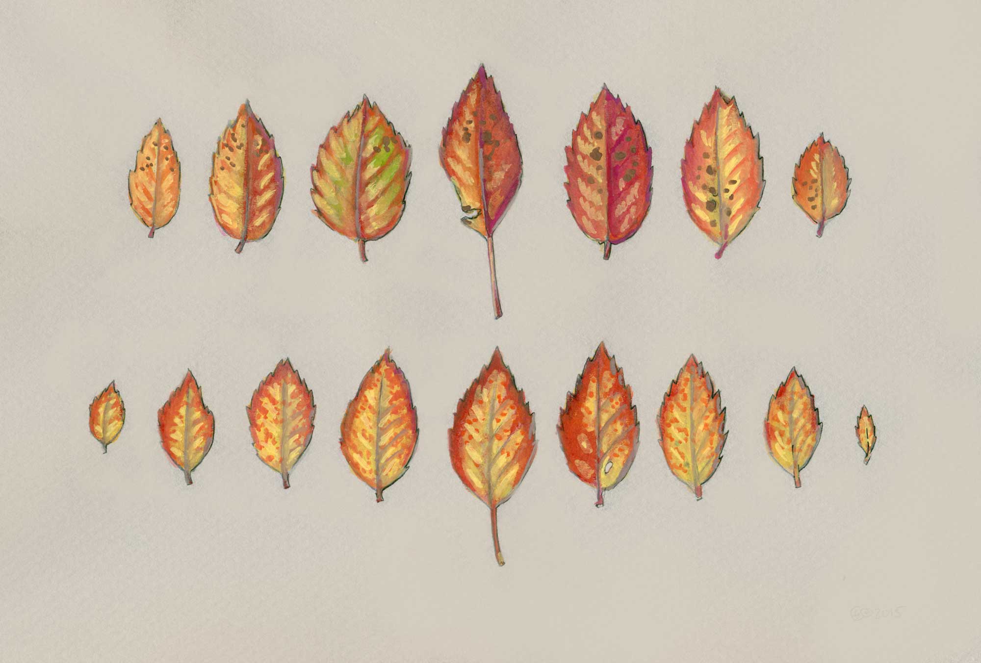 Rose Leaflettes