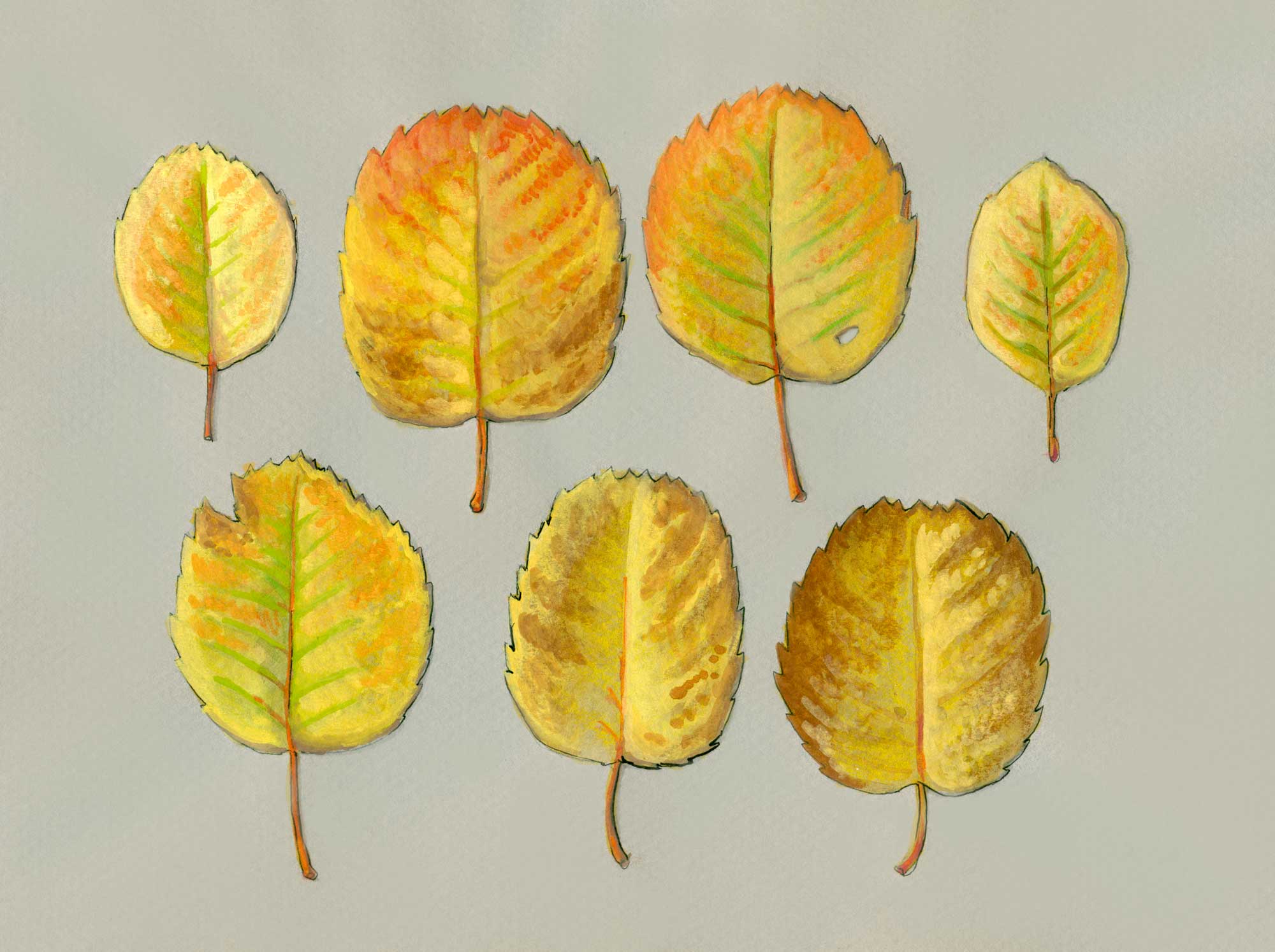 Serviceberry Leaves