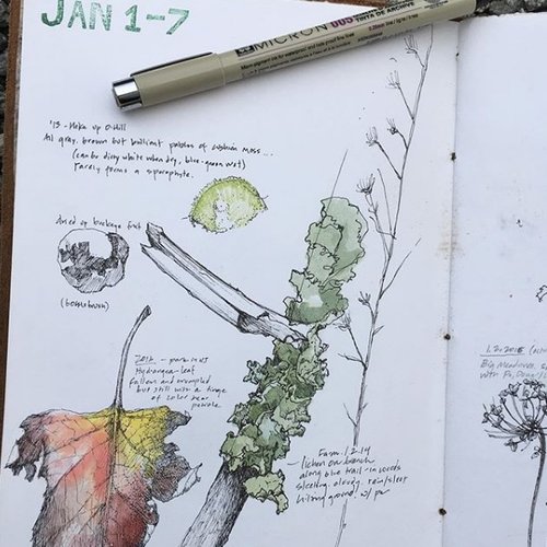 Nature Journaling — Kristin Link