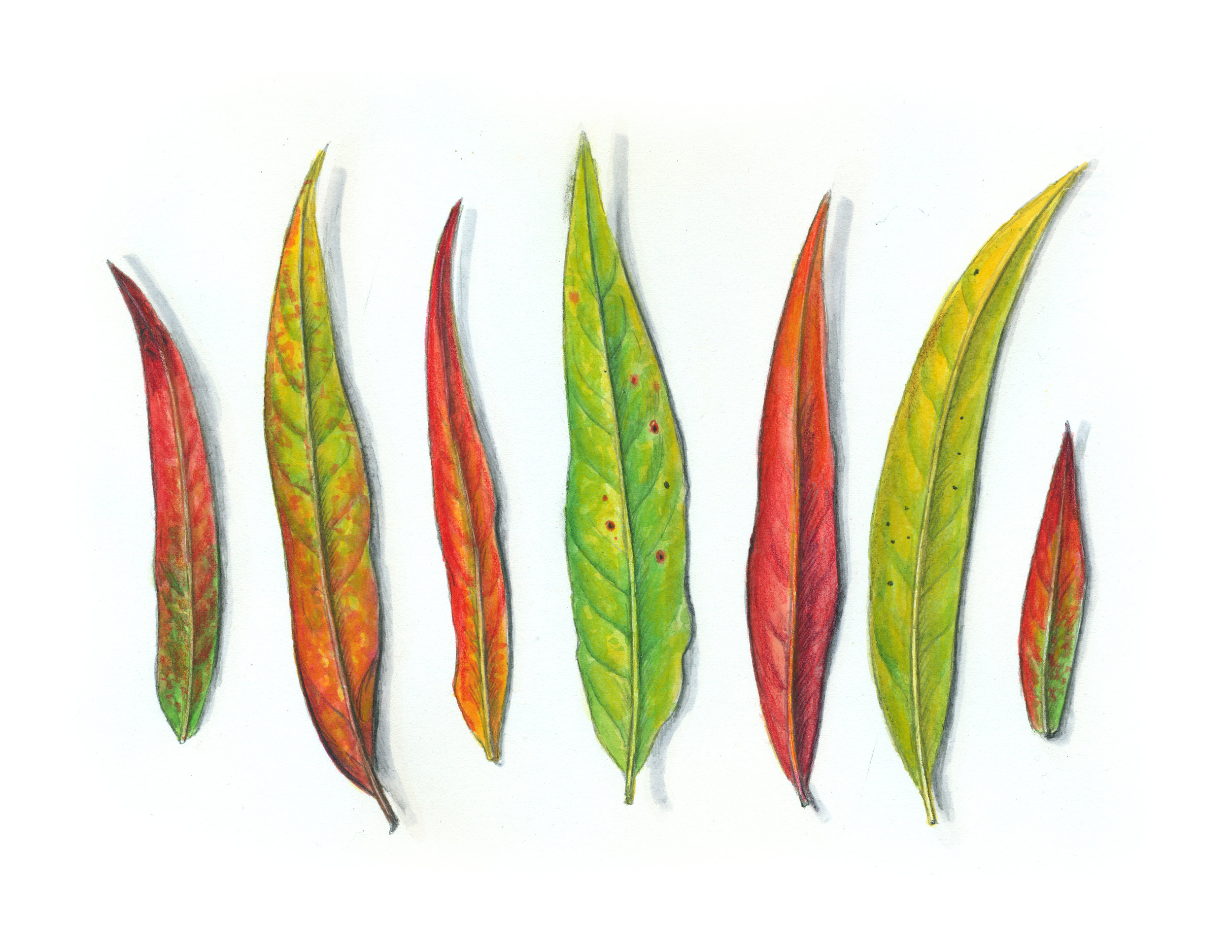 Fireweed Leaves