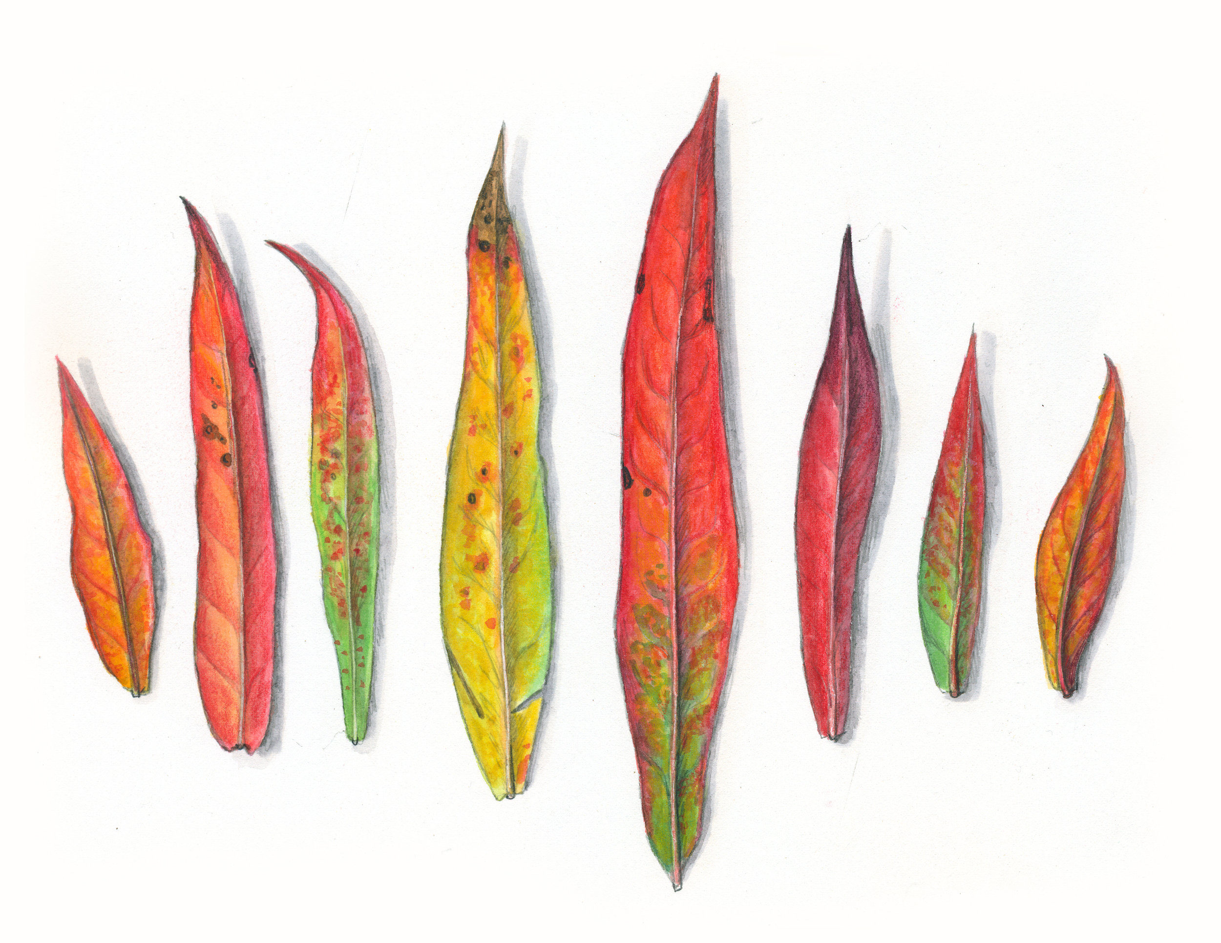 Fireweed Leaves