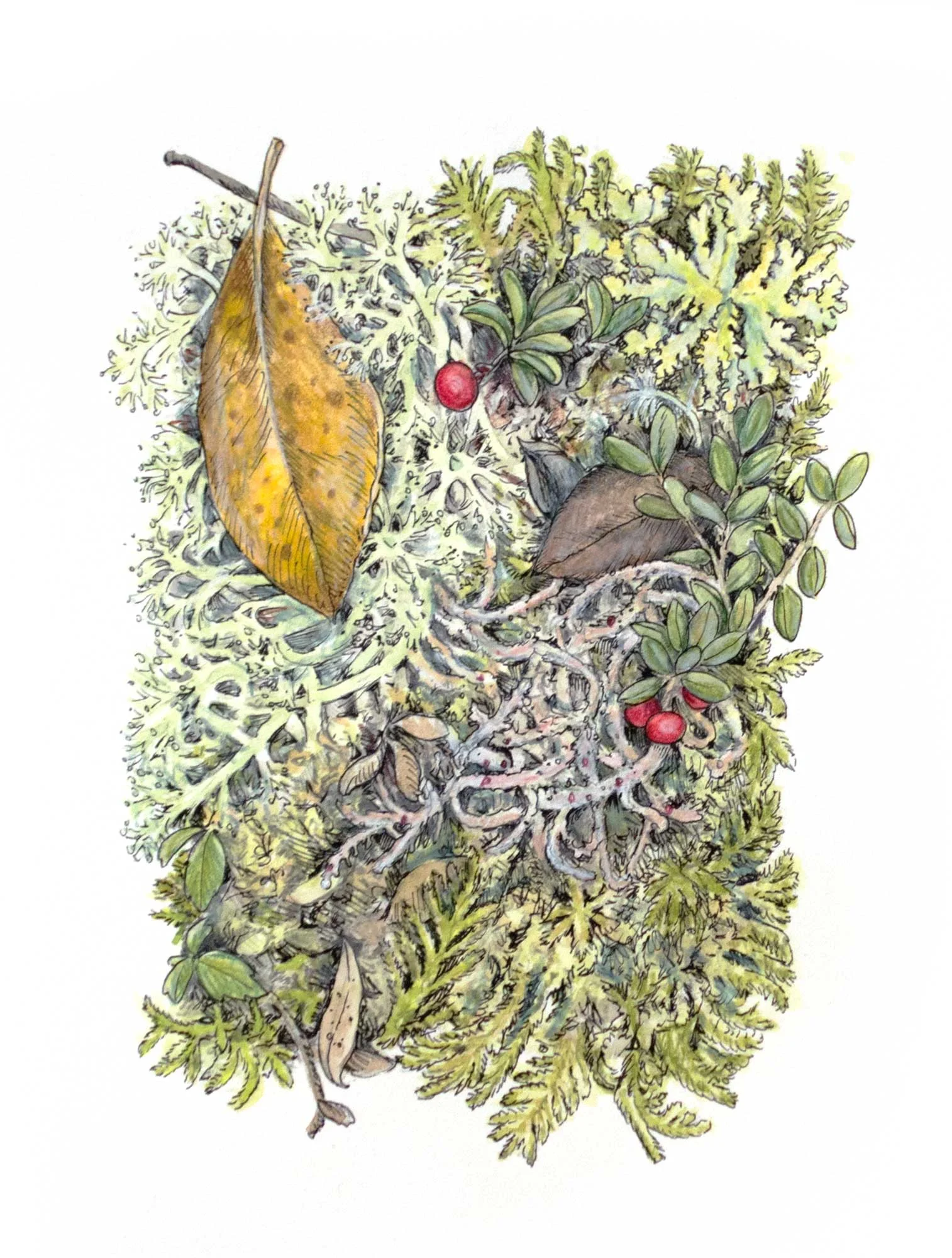 Lichen Forest
