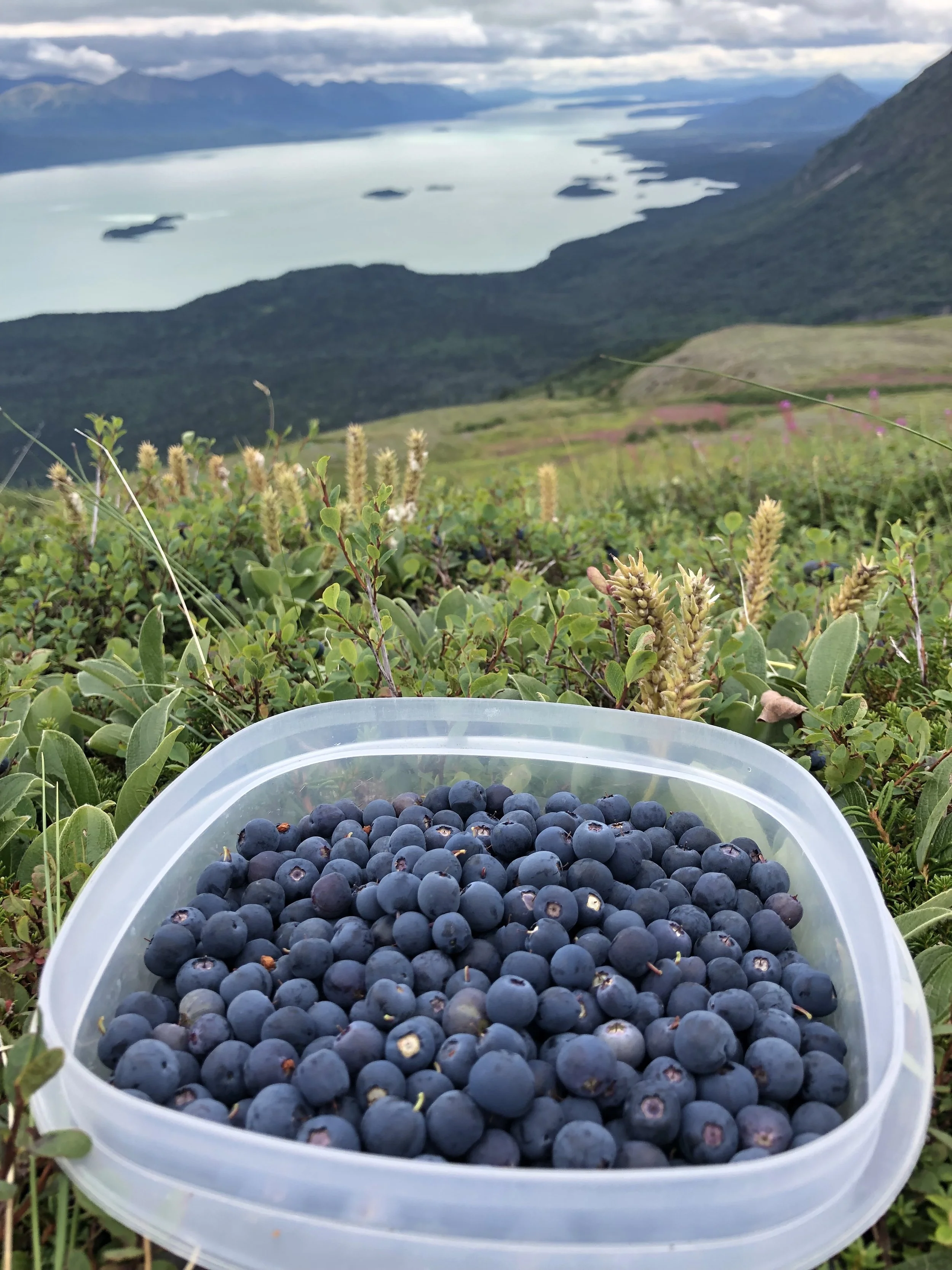 Blueberry picking above Lake Clark