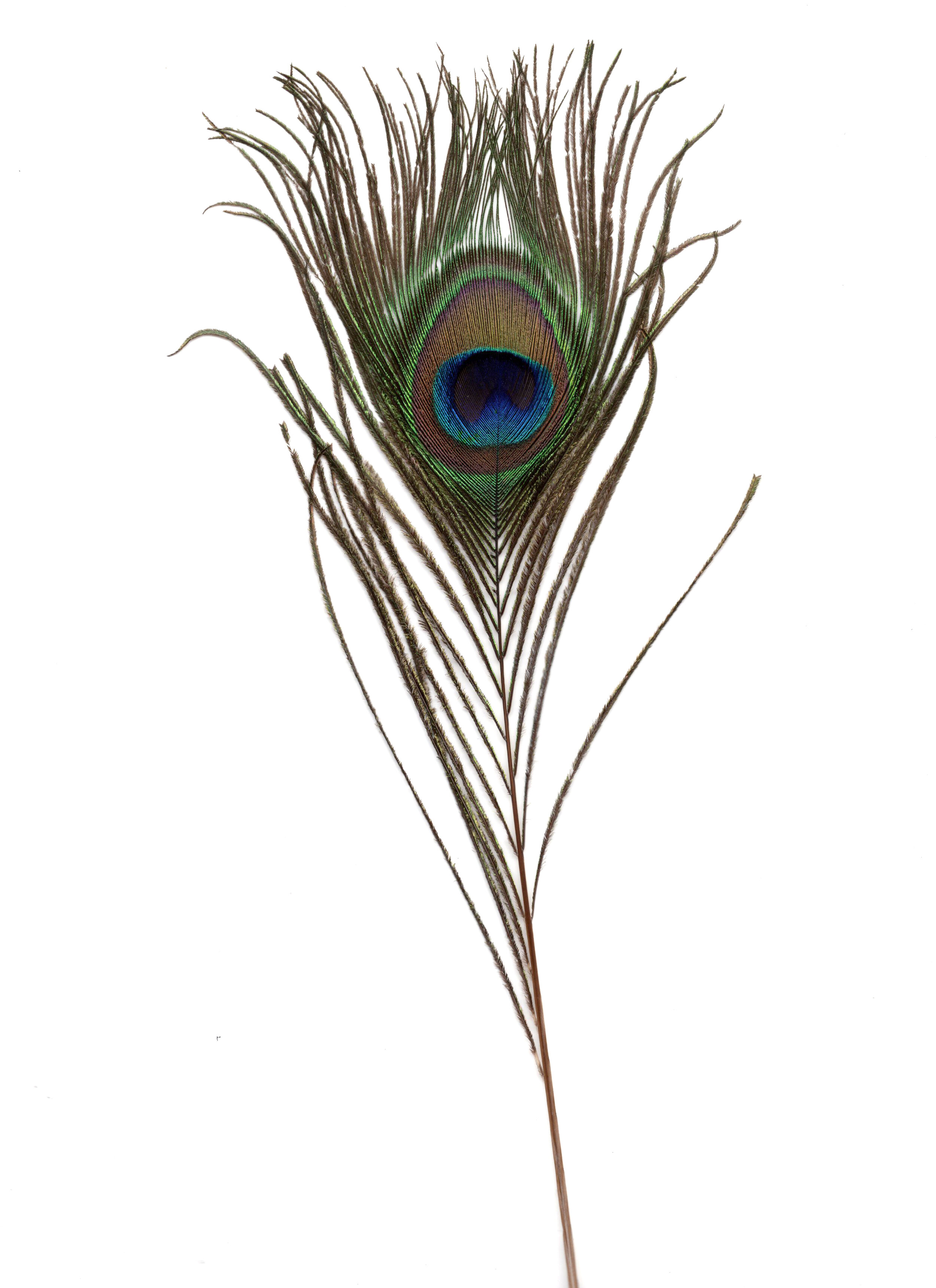Peacock Feather Drawing #foryou #foryoupage #drawing #draw | TikTok