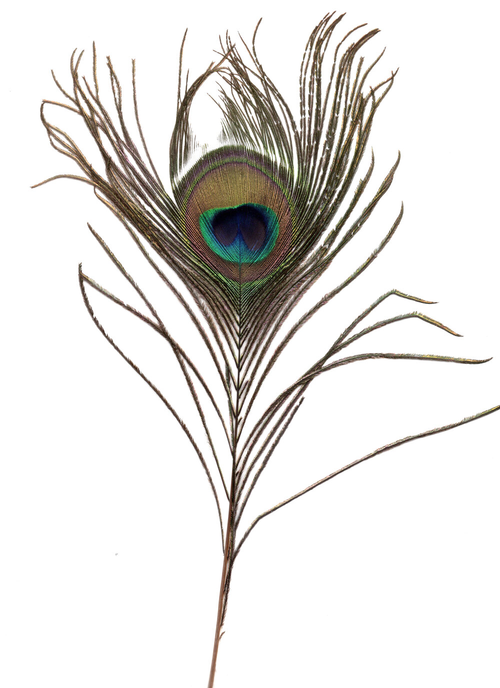 feather_2.jpg