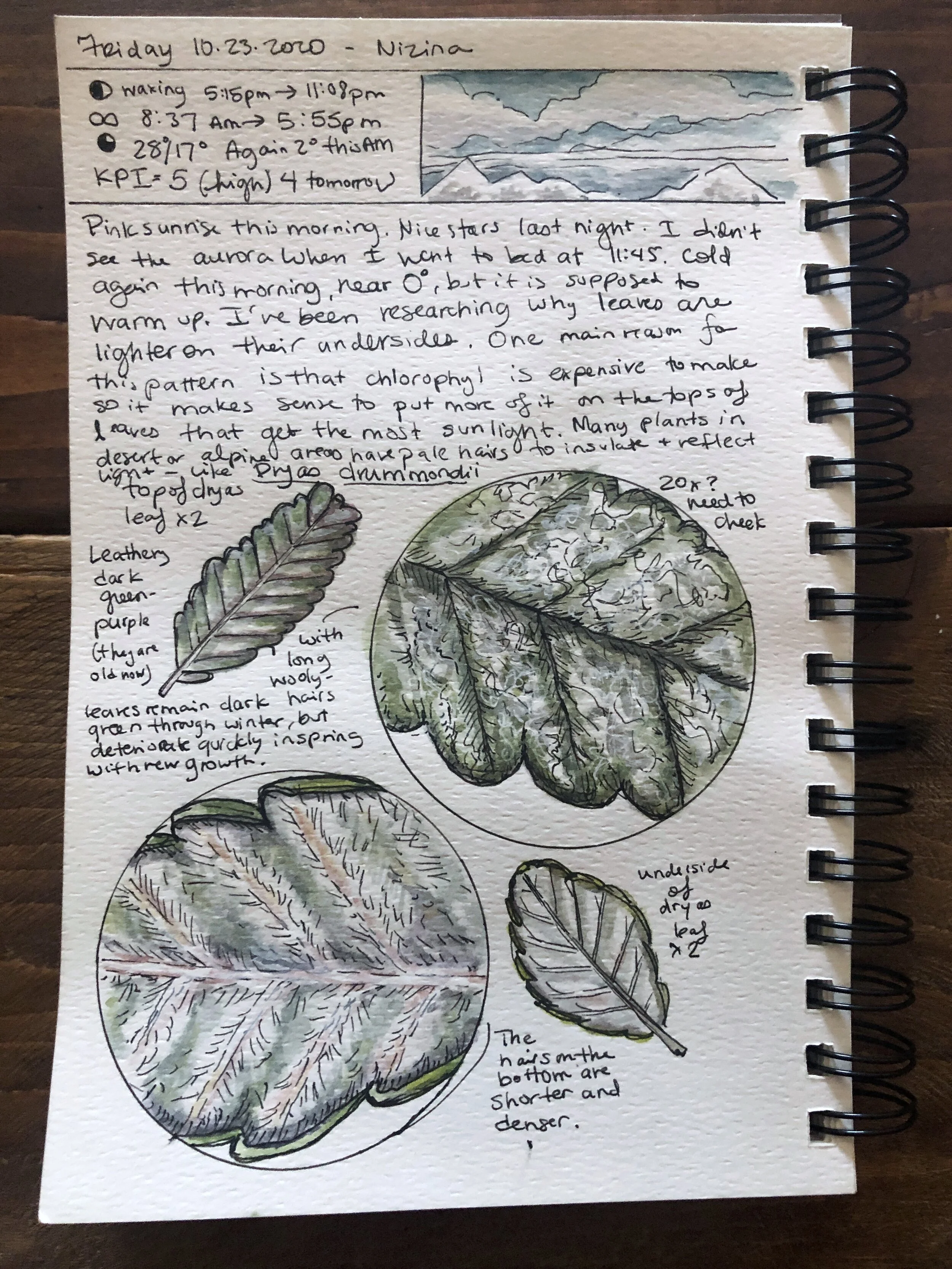 Nature Journaling Kristin Link