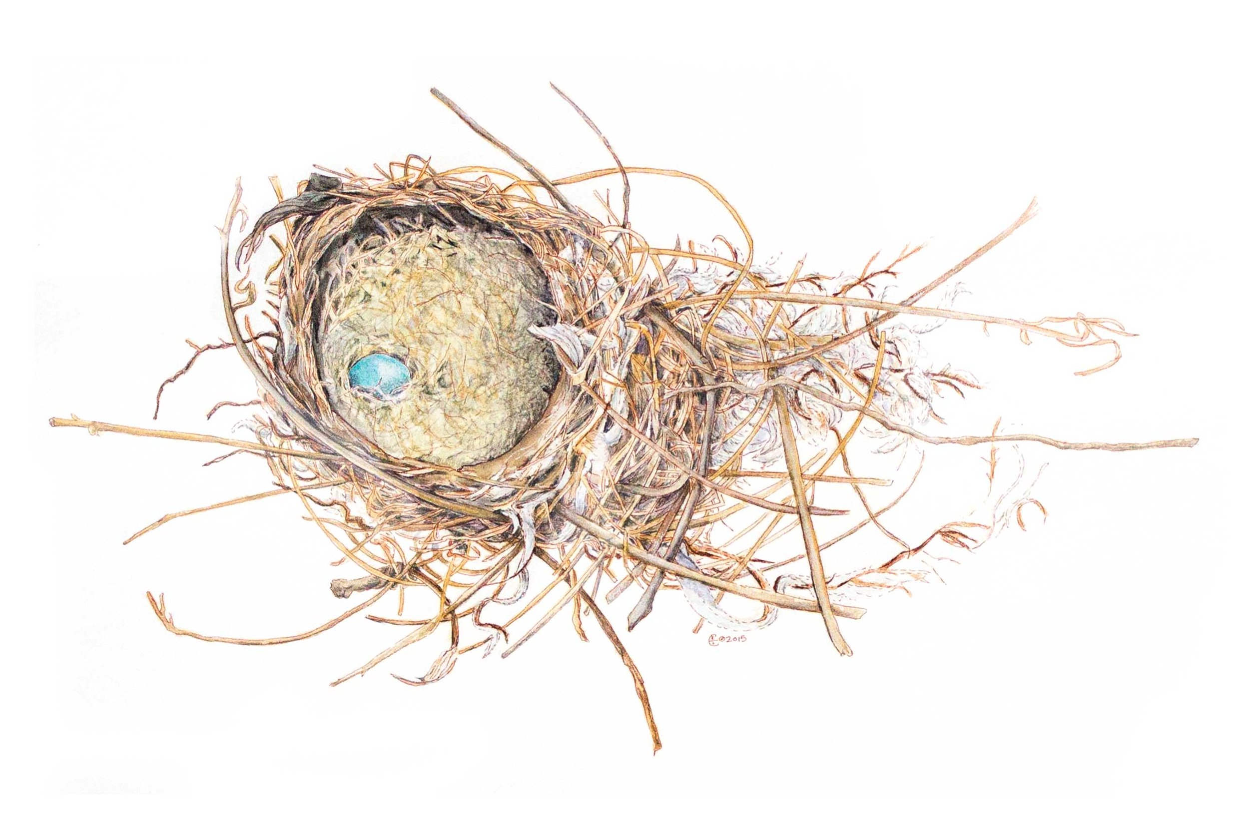 Robin Nest