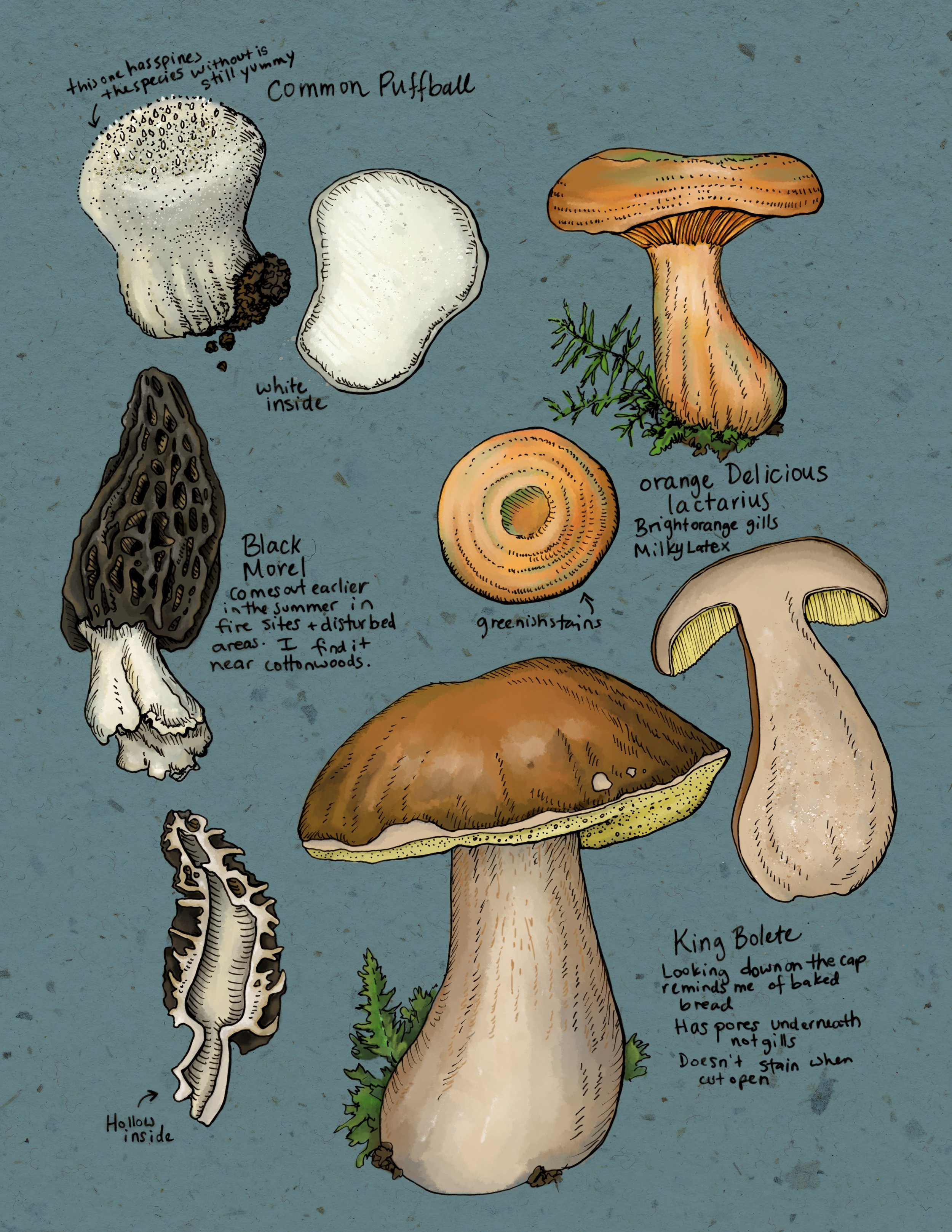 Edible Mushrooms for Edible Alaska Magazine