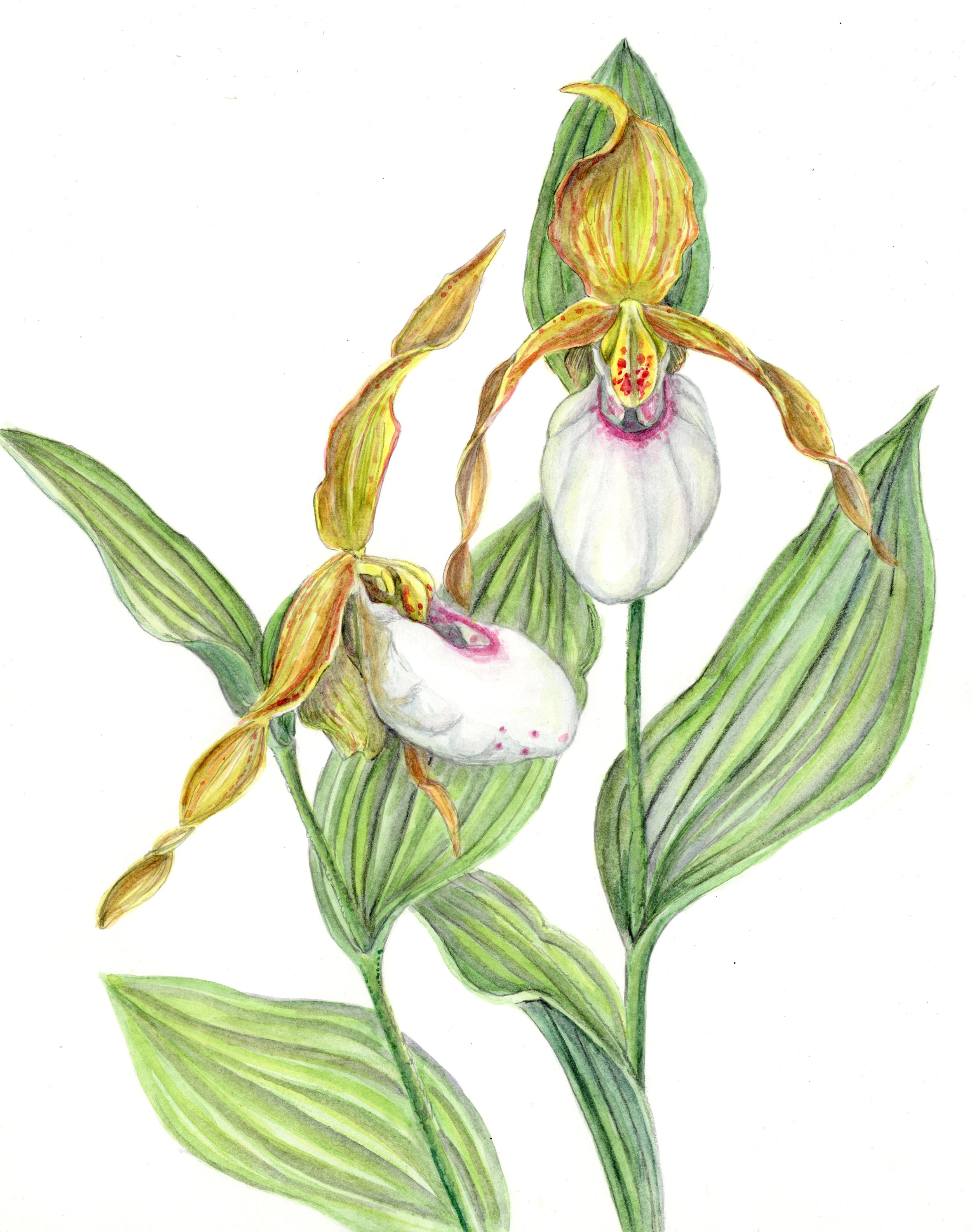 Mountain Lady Slipper Orchid