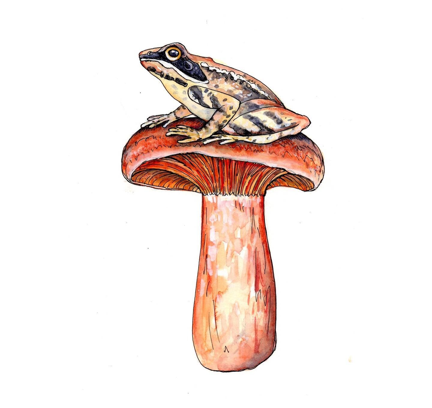 It was very fun to work on this illustration of a wood frog sitting on an orange delicious lactarius mushroom for a logo designed by @michellemcafeemuse for @woodfrogfarm. Wood Frog farm is a local organic farm at the end of the McCarthy Road. I alwa