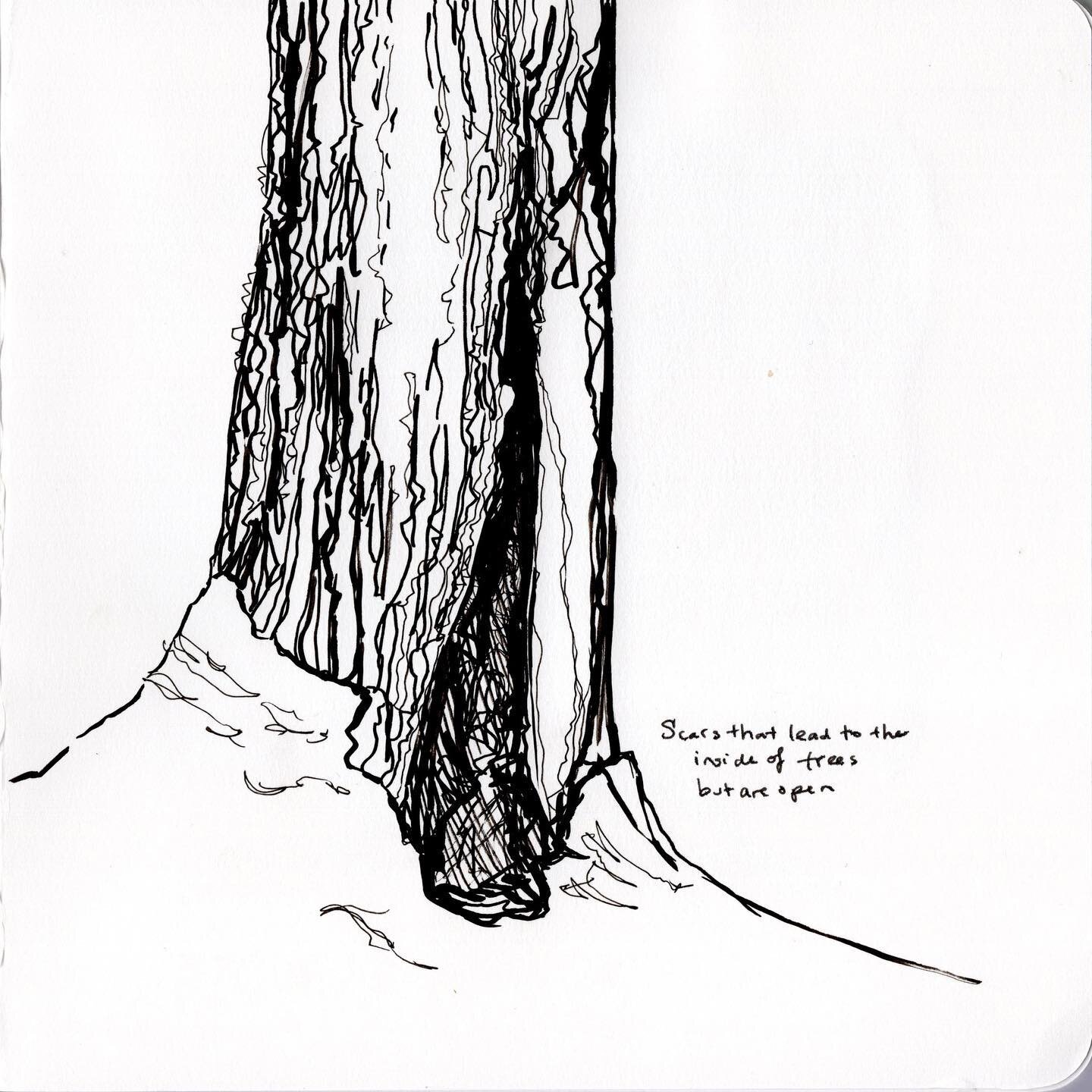 Sketchbook work from earlier this winter hanging out in the Northern Hardwood forest in Vermont. I loved spending time with all these old trees and the open forest. 

#sketchbook #trees #sketching #penandink #naturejournal