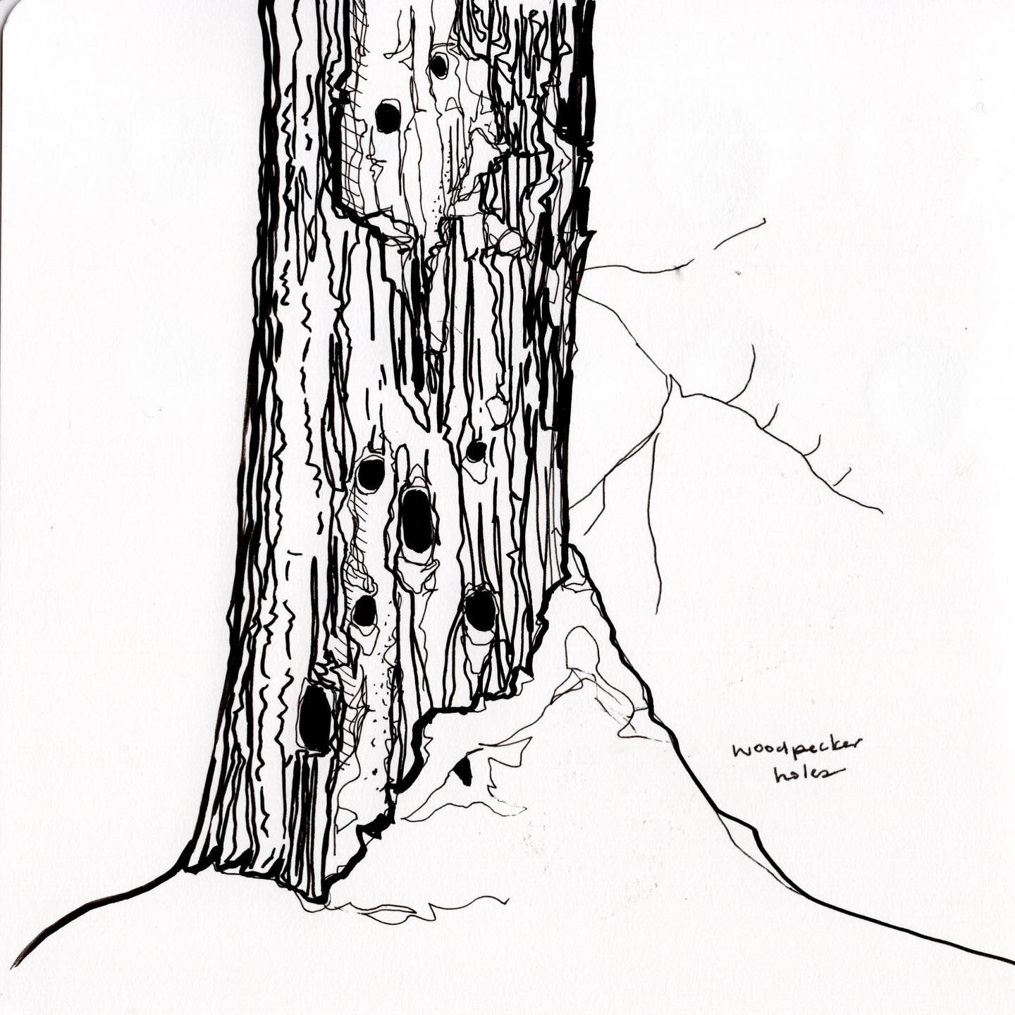 Sketchbook work from earlier this winter hanging out in the Northern Hardwood forest in Vermont. I loved spending time with all these old trees and the open forest. This one has some lovely woodpecker holes. 

#sketchbook #trees #sketching #penandink