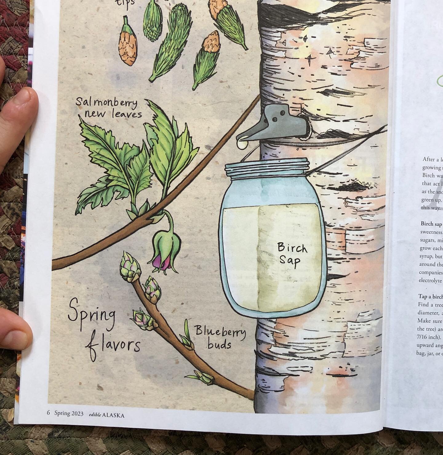 Happy equinox (or day after!) it&rsquo;s feeling more like spring though not quite ready to start harvesting sap. To celebrate the season check out the latest issue of @ediblealaska break up and green up!
#ediblecommunities #drinkyourtrees #edibleill