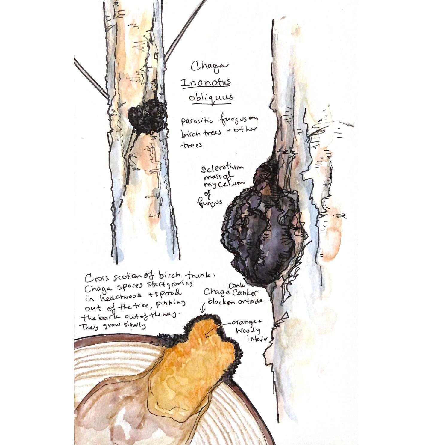 Another sketch for my column for @copperriverrecord. Have you noticed the black, charcoal colored conks that grow on birch trees sometimes? They are chaga, Inonotus obliquus, a parasitic fungus. The part we see is actually not the fruiting body, but 