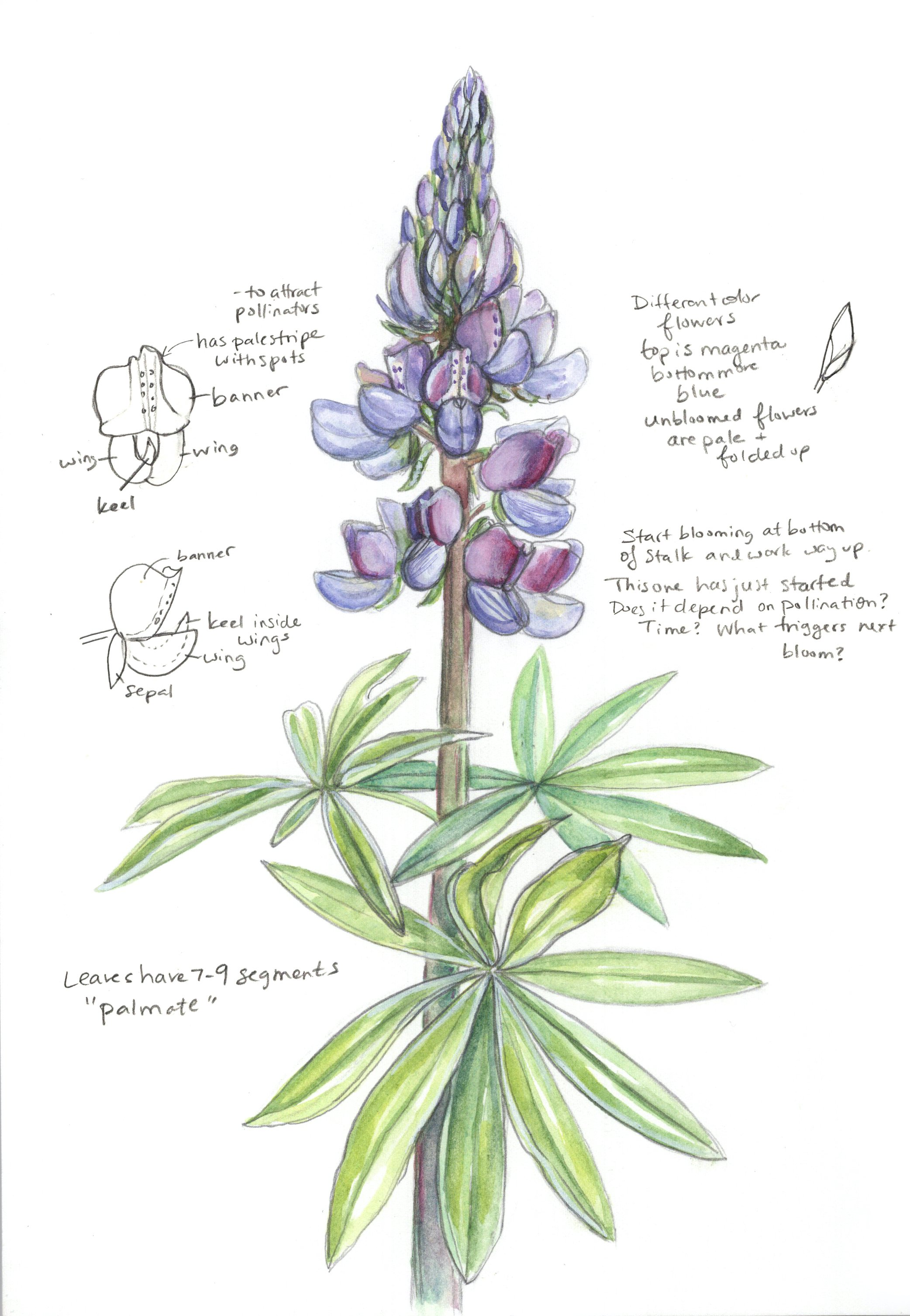 Drawn in Place at First Friday Opening