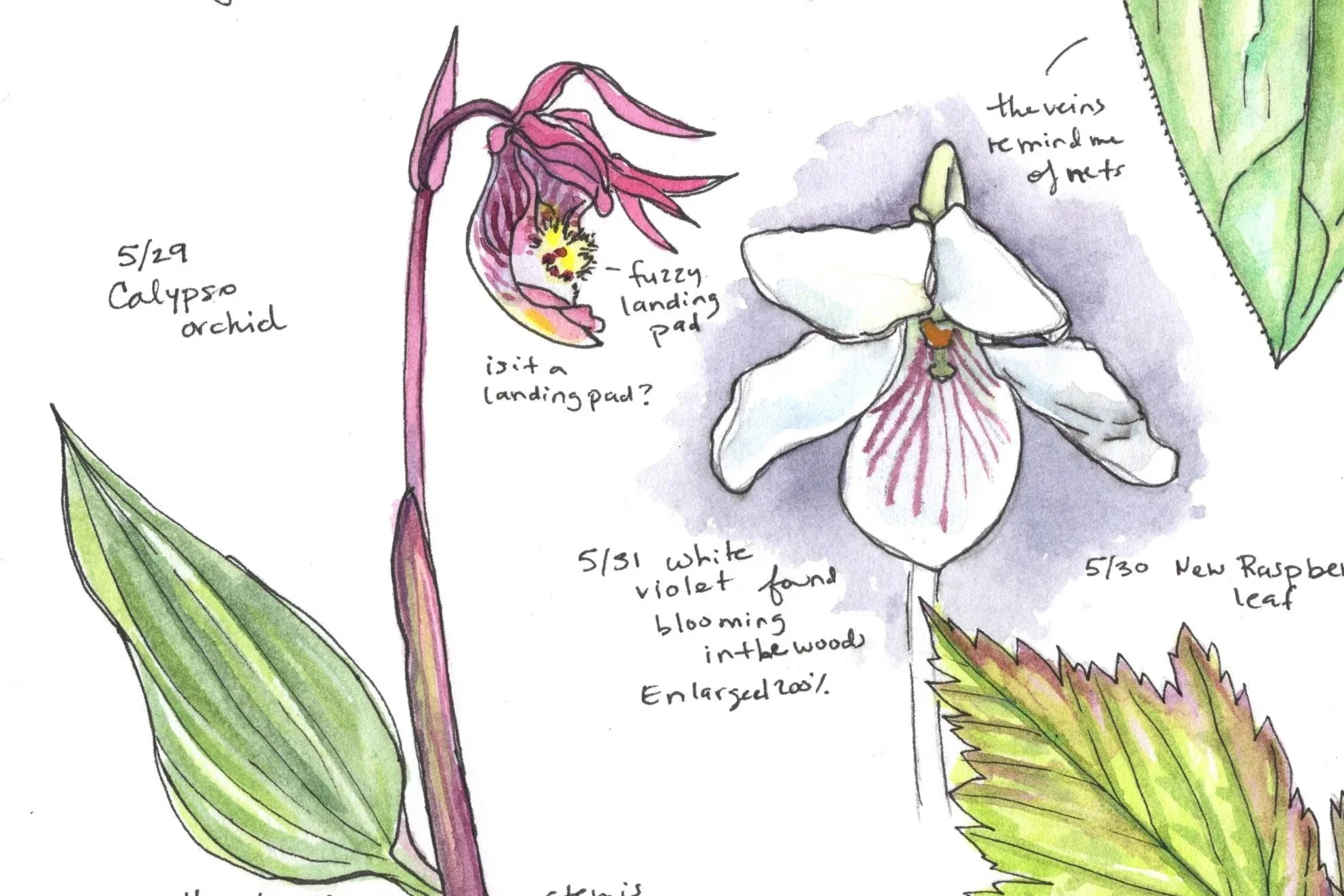 ALASKA BOTANICAL GARDEN WORKSHOP