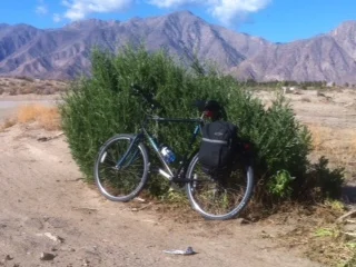 Three Knapweed ( Volutaria canariensis ) plants dwarf the bicycle.