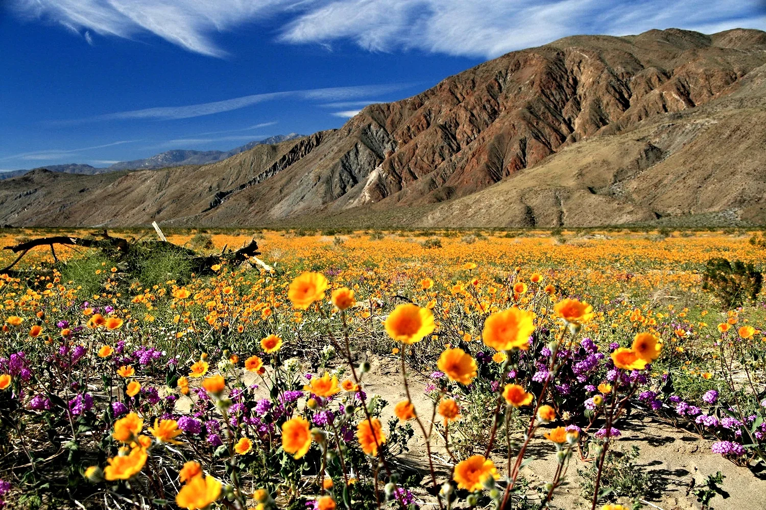 Anza Borrego Wildflowers Best Time 2021 Anza Borrego Desert Botany Society