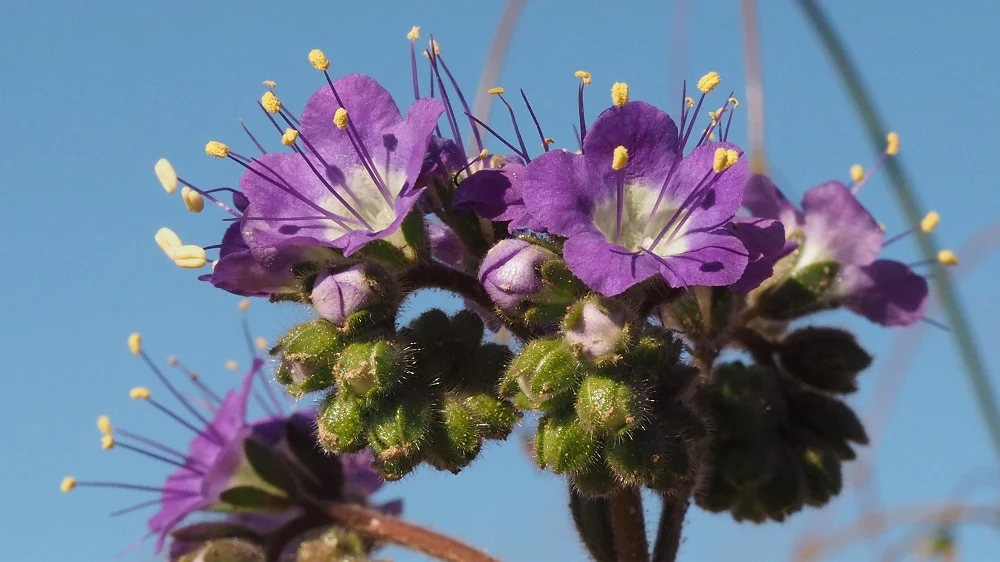 Phacelia crenulata var. ambigua