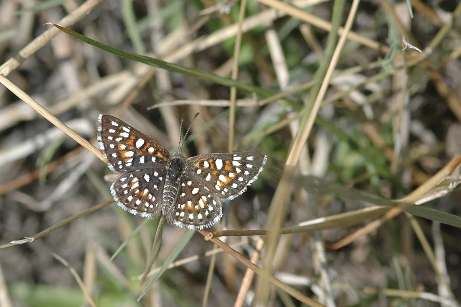 Pratt's Metalmark. Apodemia dialeuca pratti. ©Dennis Walker