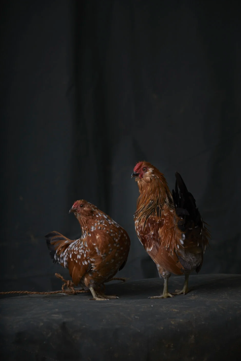 Screenshot 2026-04-13 at 22.28.21.png