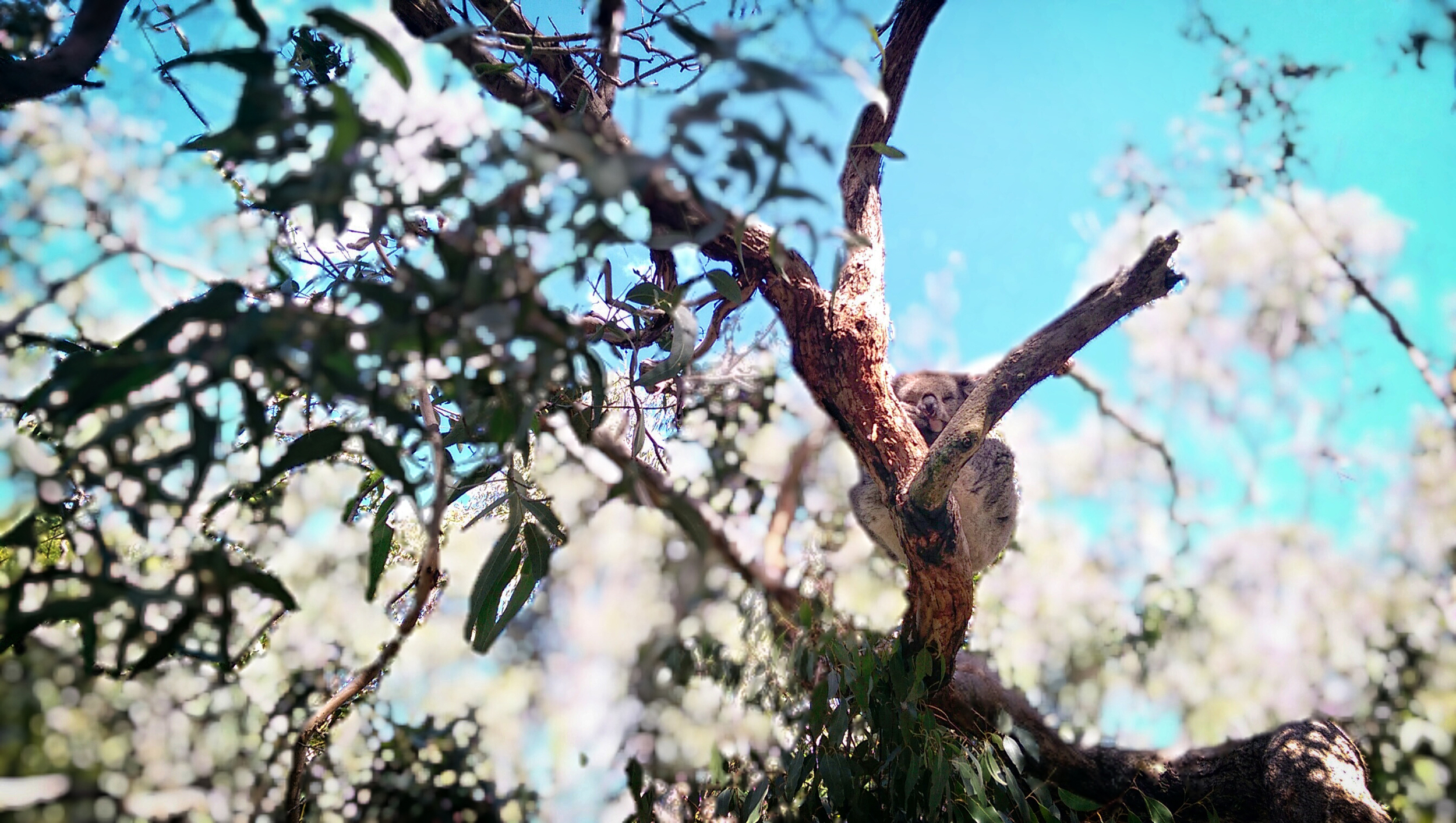 A koala with the UFocus filter applied.