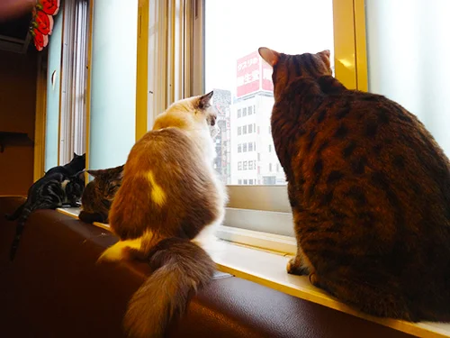 Cat Cafe