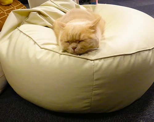 Cat Cafe