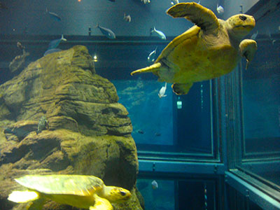 Japlanning Sights Osaka Aquarium Kaiyukan Japlanning Com