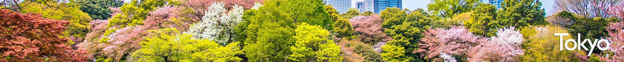 Tokyo+Sakura.jpeg
