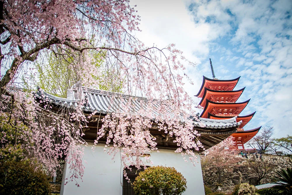 MIYAJIMA+SAKURA.jpeg