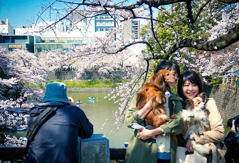 DOGS+AT+PALACE+SAKURA.jpeg