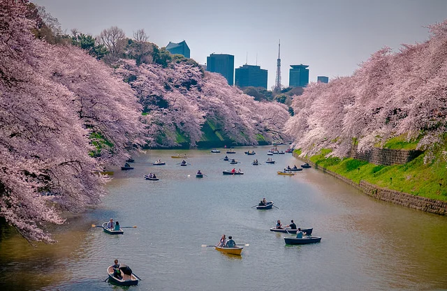 MOAT+SAKURA.jpeg
