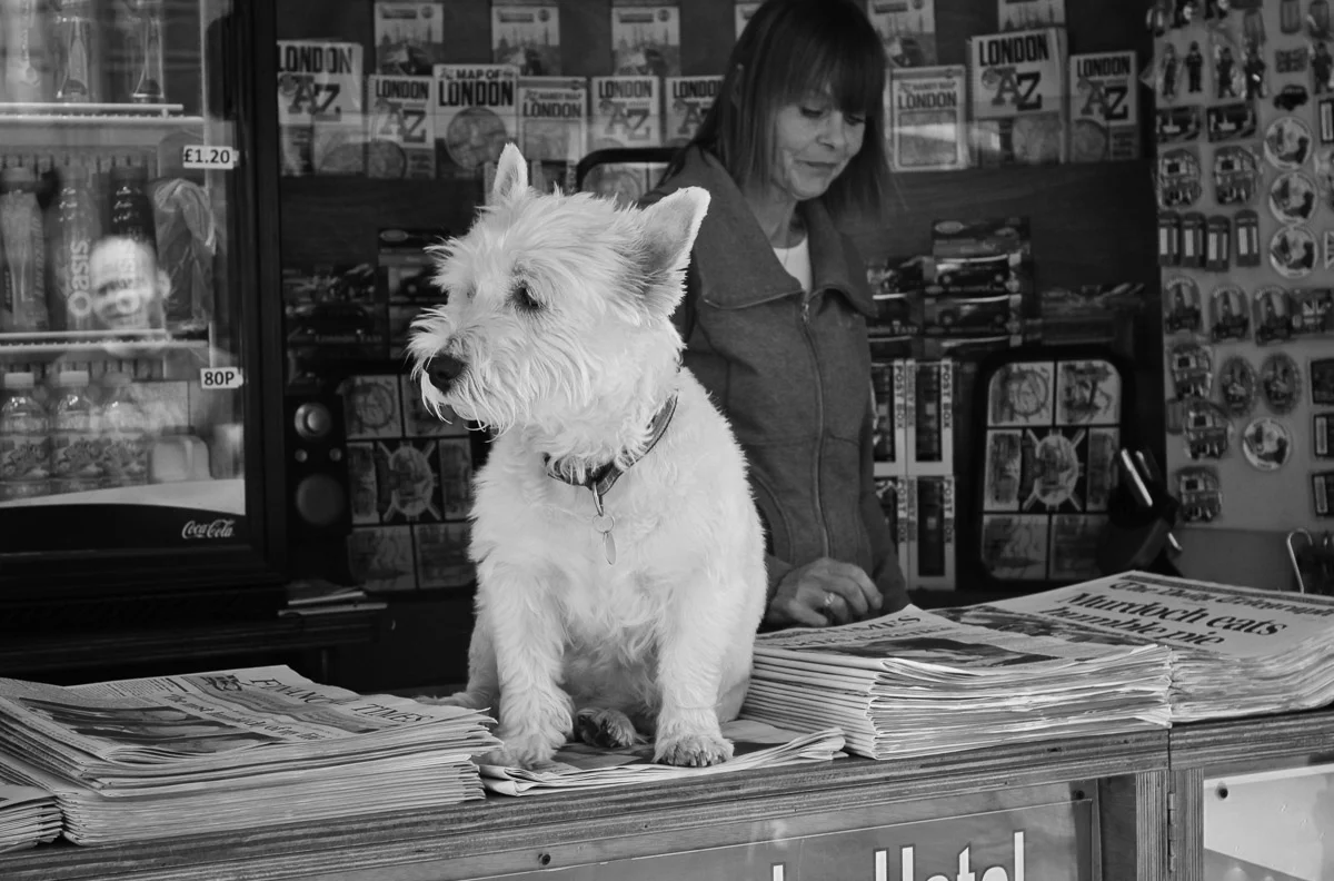 ©Valerie Jardin - street dogs-3.jpg