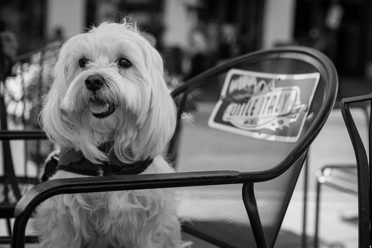 ©Valerie Jardin - street dogs-30.jpg