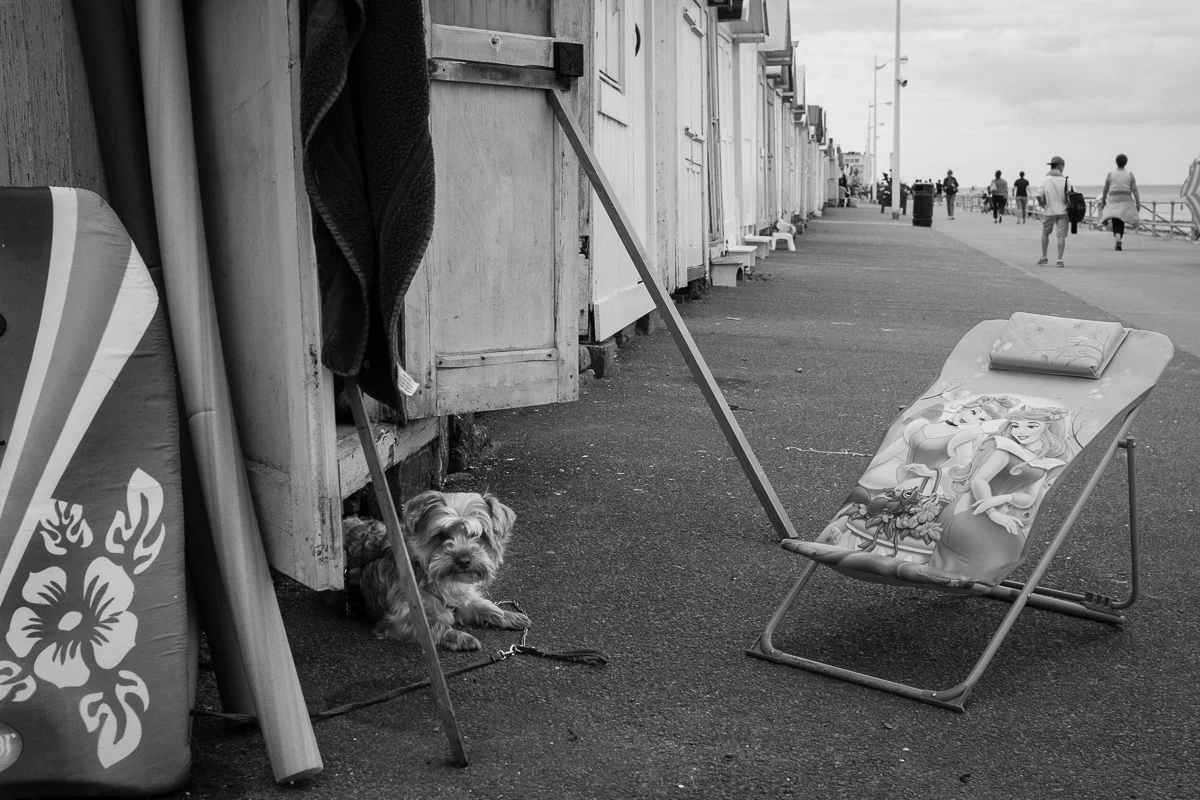 ©Valerie Jardin - street dogs-32.jpg