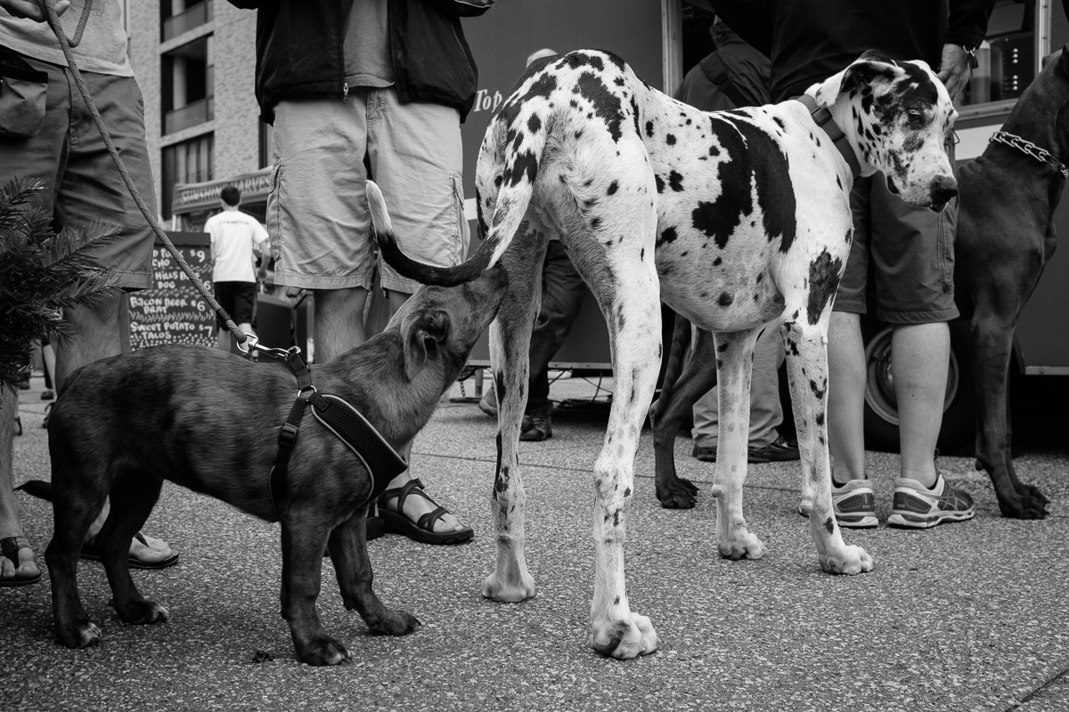 ©Valerie Jardin - street dogs-49.jpg