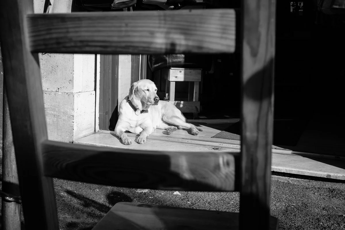 ©Valerie Jardin - street dogs-55.jpg