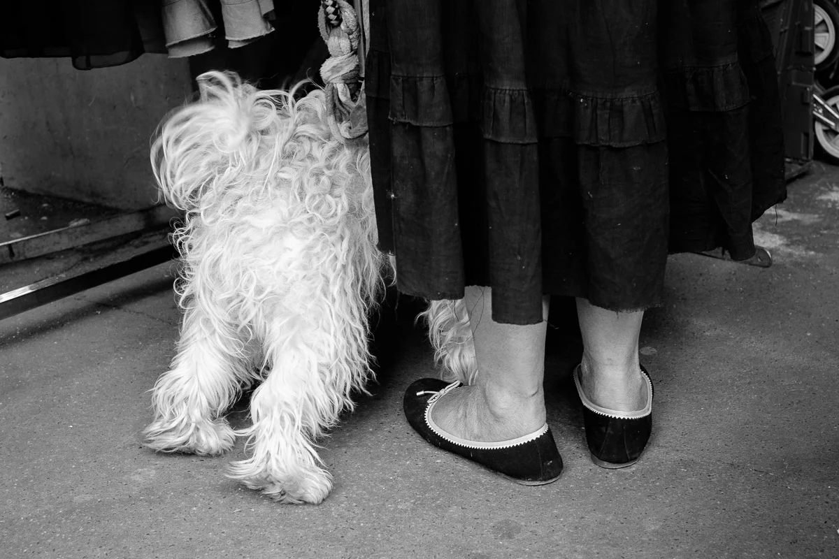 ©Valerie Jardin - street dogs-68.jpg