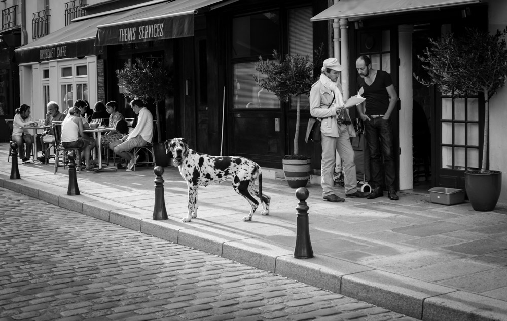©Valérie Jardin - street dogs-2.jpg