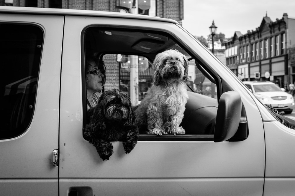 ©Valérie Jardin - street dogs-16.jpg