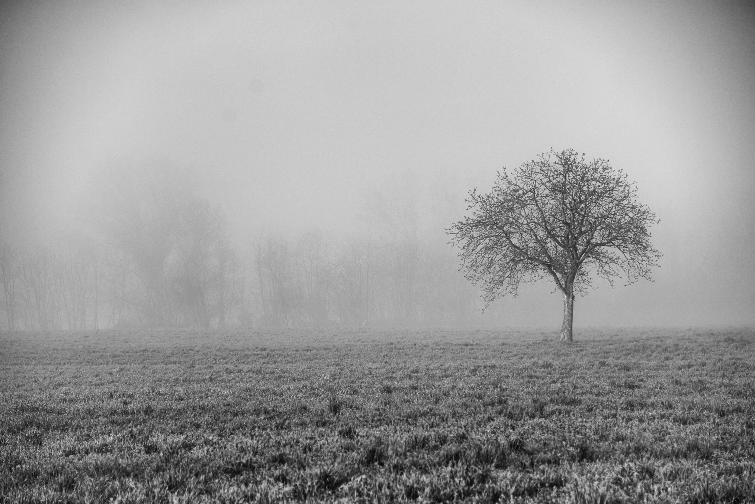 Lone Tree in Morning Mist - Tuscany, Italy - Copyright 2014 Ralph Velasco.jpg