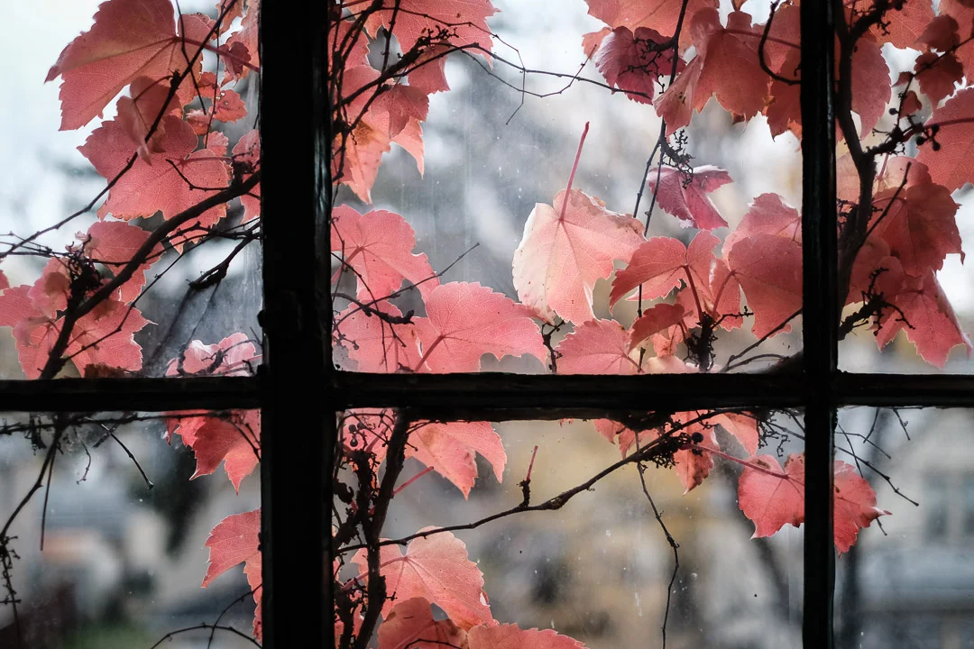 ©Valerie Jardin - window-6.jpg