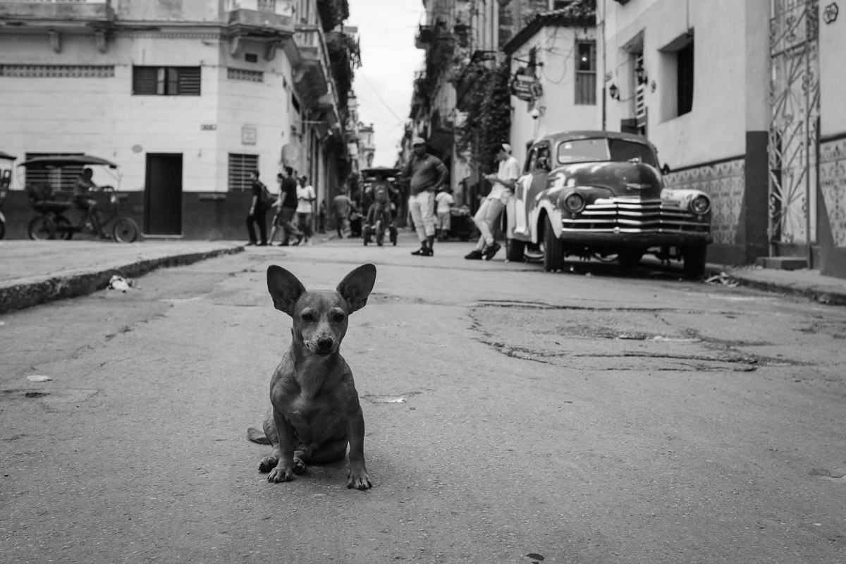 ©Valérie Jardin - Havana Dogs-1.jpg